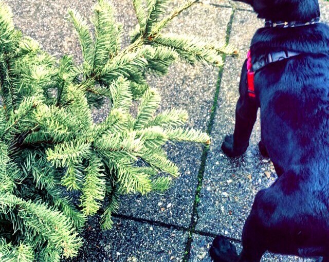 Last Minute Gift&nbsp;Guide!