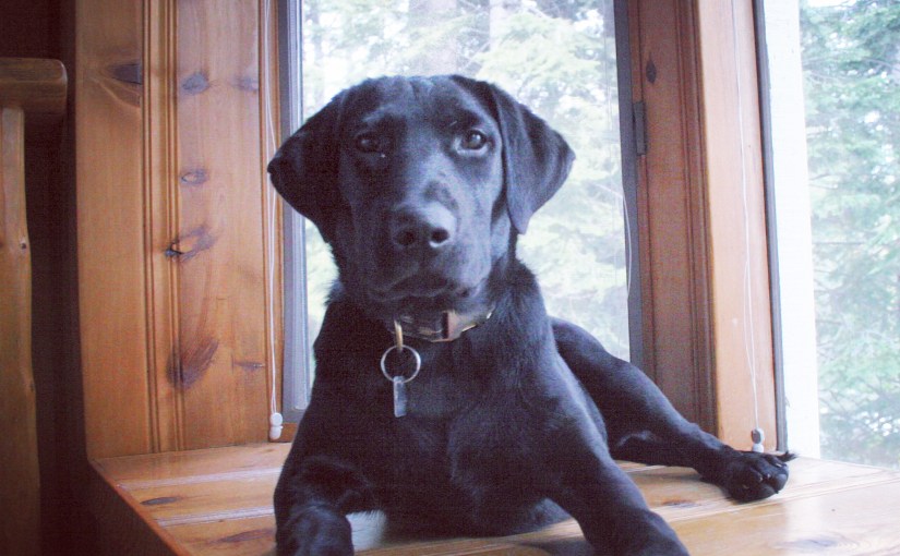 Our Best Black Friday Purchase –&nbsp;Ever!