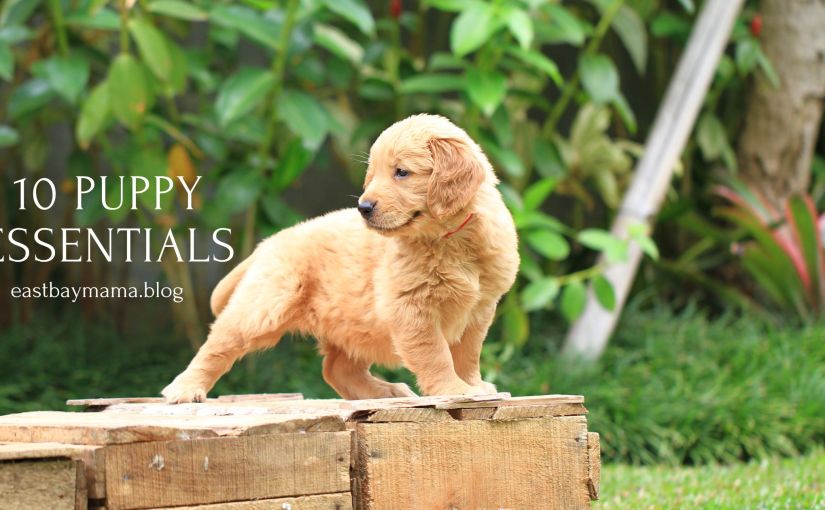 Puppy Essentials List